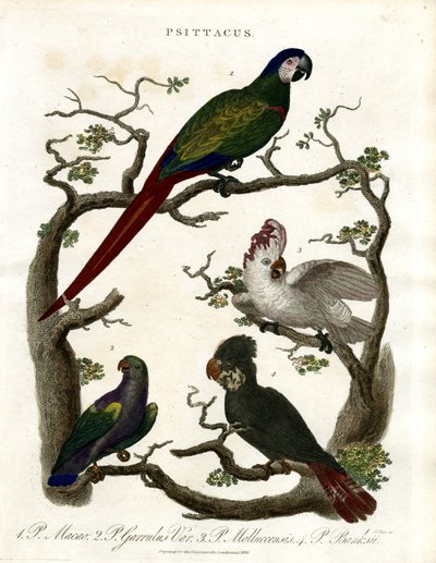 Papegøjer (Psittacus) af John Pass