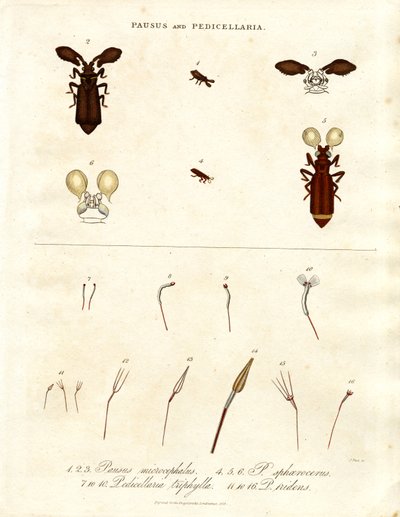 Pausus og Pedicellaria - Insektarter af John Pass