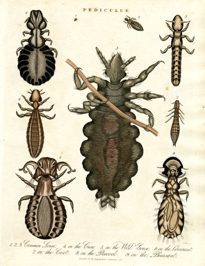 Pediculus - forskellige arter af lus af John Pass