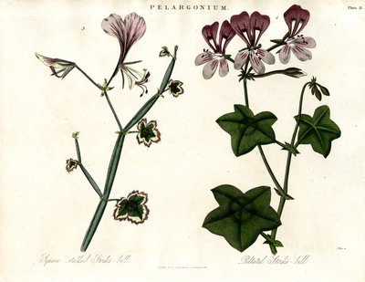 Pelargonium-arter (storkenæb) af John Pass