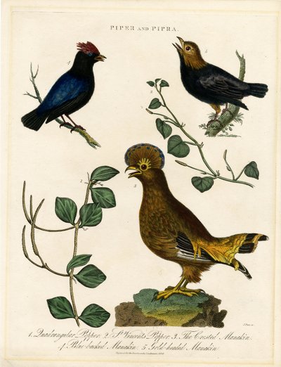 Peberfugle og manakiner af John Pass