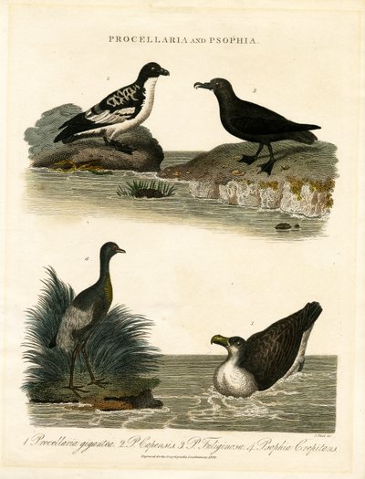 Stormfugle (Procellaria) og trompeterfugle (Psophia) af John Pass