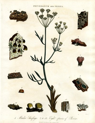 Peucedanum og Peziza af John Pass