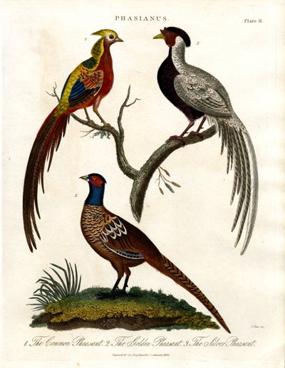 Phasianus - Fasanarter af John Pass