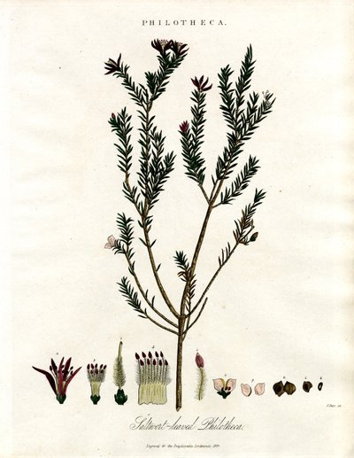 Philotheca af John Pass