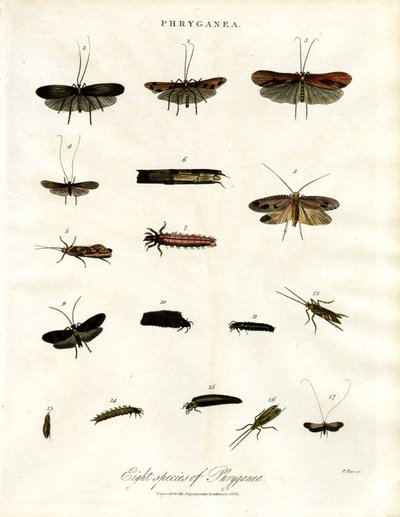 Phryganea - vandnymfer af John Pass