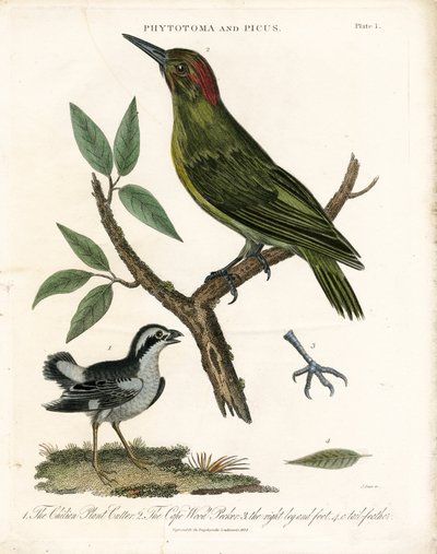 Phytotoma og Woodpecker med anatomiske detaljer af John Pass