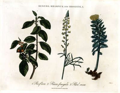 Reseda;Rhamnus og Rhodiola af John Pass