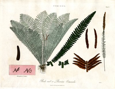 Kongelig bregne (Osmunda) af John Pass