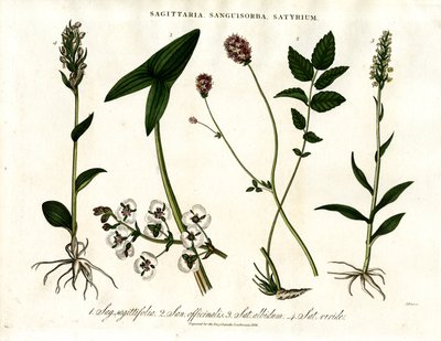 Sagittaria;Sanguisorba og Satyrium: Botanisk repræsentation af forskellige plantearter af John Pass