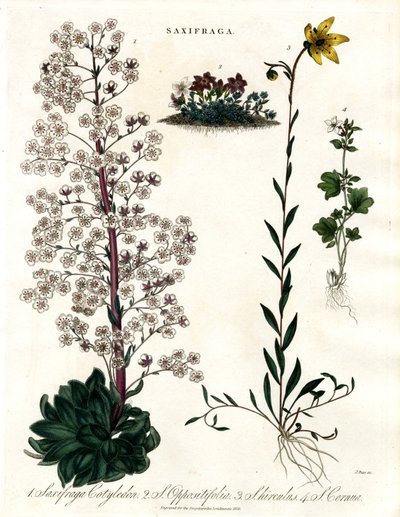 Saxifraga-arter af John Pass