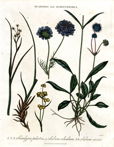 Scabiosa og Scheuchzeria af John Pass