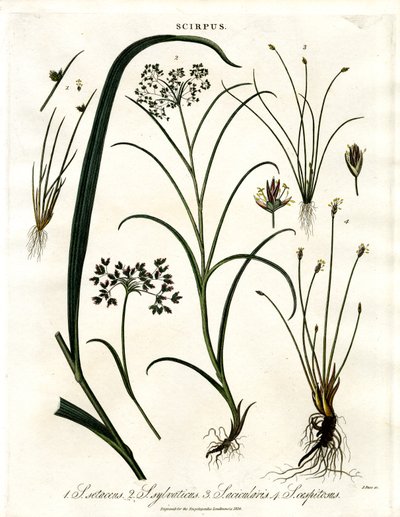 Scirpus-arter af John Pass