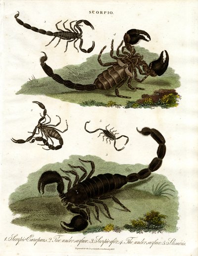 Skorpioner - forskellige arter af John Pass