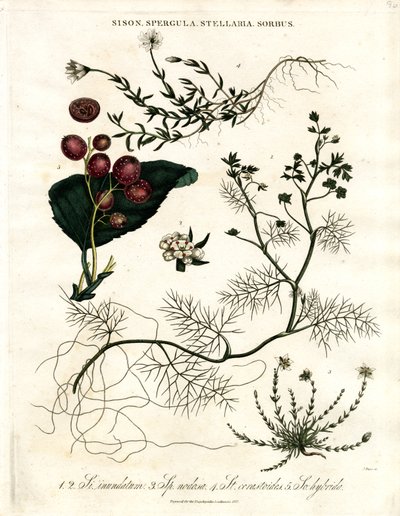 Sison;Spergula;Stellaria;Sorbus af John Pass