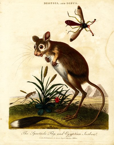 Brilleflue og egyptisk Jerboa af John Pass