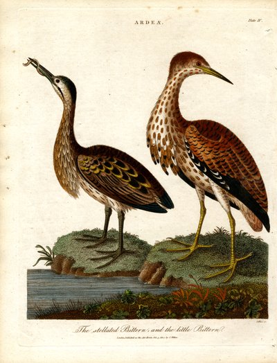 Stregbredpande og lille rørdrum af John Pass