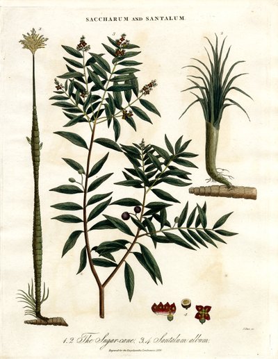 Sukkerrør og sandeltræ af John Pass