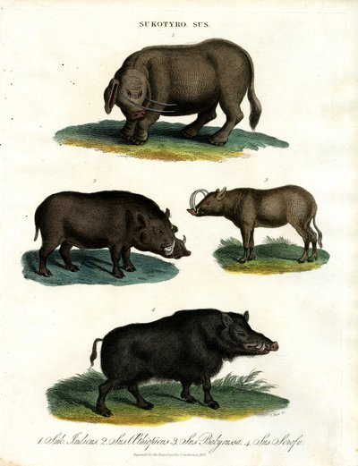 Sukotyro und Sus (Sukotyro und Schweine) von John Pass