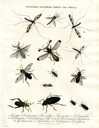 Tenebrio;Tenthedo;Thrips og Tipula - Insektmangfoldighed af John Pass