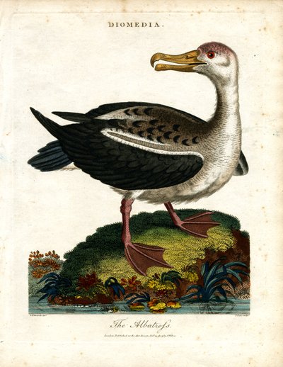 Albatrossen af John Pass