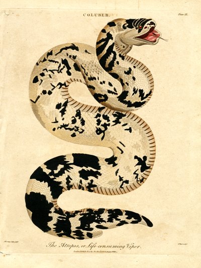 Atropos; eller livsforbrugende hugorm af John Pass