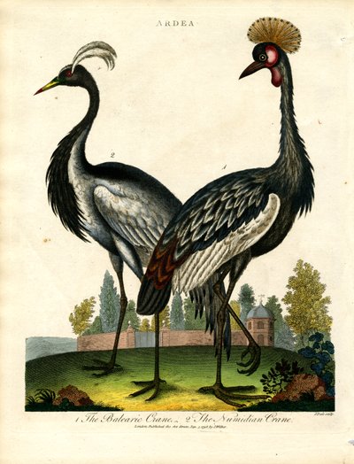 Den baleariske trane og den numidiske trane af John Pass