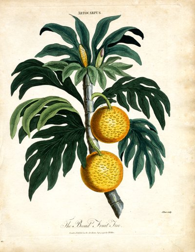 Brødets frugttræ af John Pass