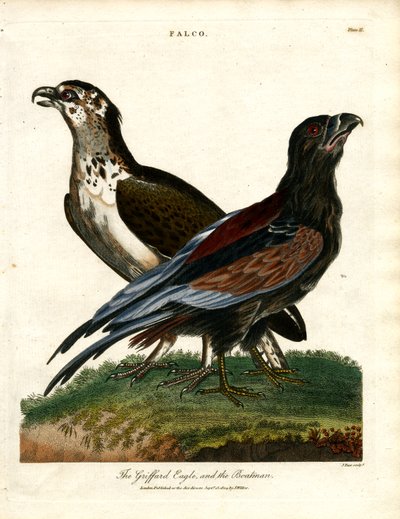 Griffard-ørnen og bådsmanden af John Pass