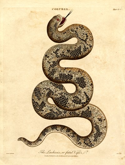 Lachesis eller den fatale hugorm af John Pass