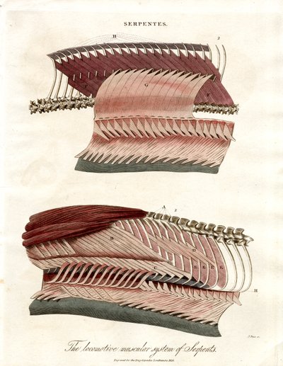Slangers bevægeapparat og muskulatur af John Pass