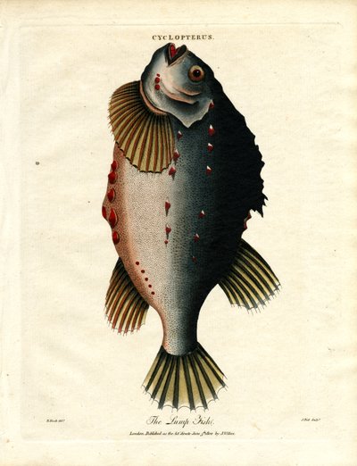 Klumpfisken af John Pass