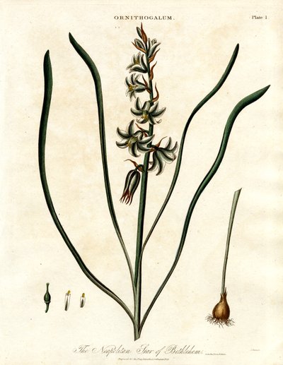 Den napolitanske Betlehemsstjerne af John Pass