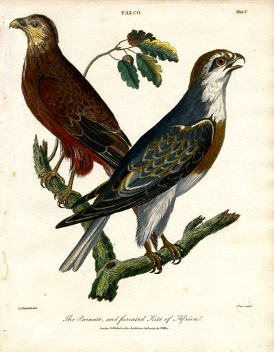 Parasitten og den pelsede glente i Afrika af John Pass