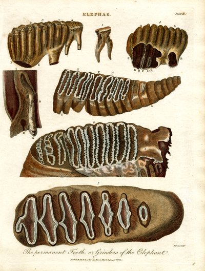 Elefantens permanente tænder eller kværne af John Pass