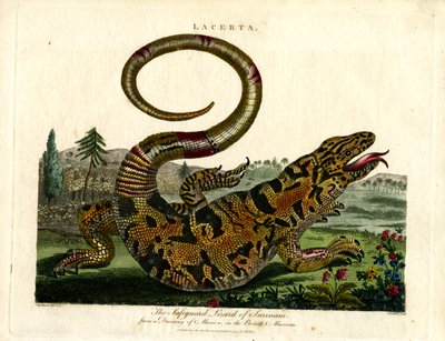 Beskyttelsesøgle i Surinam af John Pass