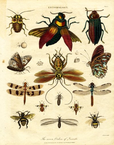 De syv insektordener af John Pass