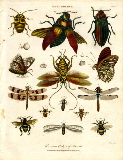 De syv insektordener af John Pass
