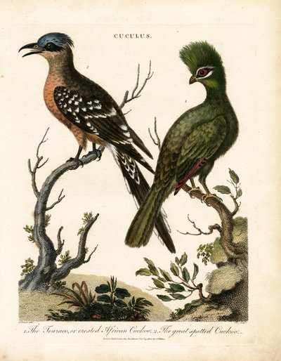 Touraco og den store plettede gøg af John Pass