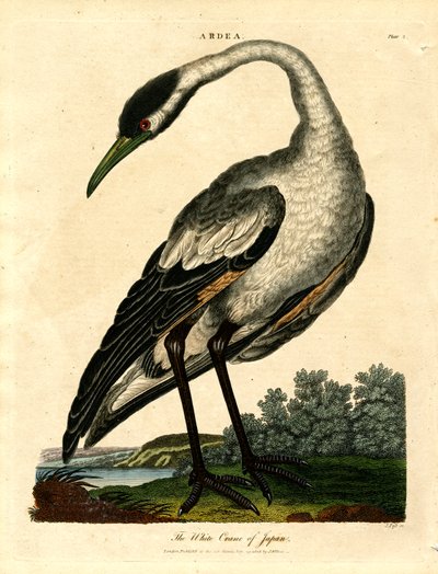 Den hvide trane i Japan af John Pass