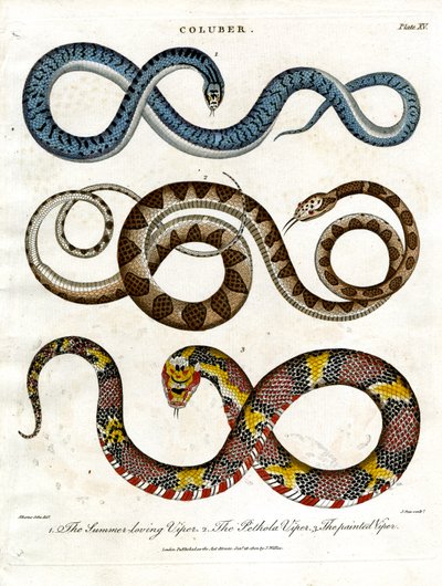 Tre forskellige arter af hugorme af John Pass