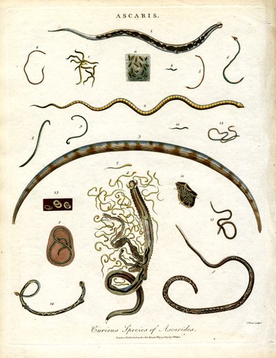 Forskellige arter af Ascarides af John Pass