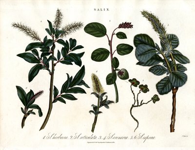 Forskellige arter af pil (Salix) af John Pass