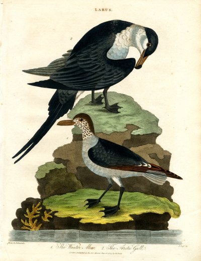 Vintermåge og arktisk måge af John Pass