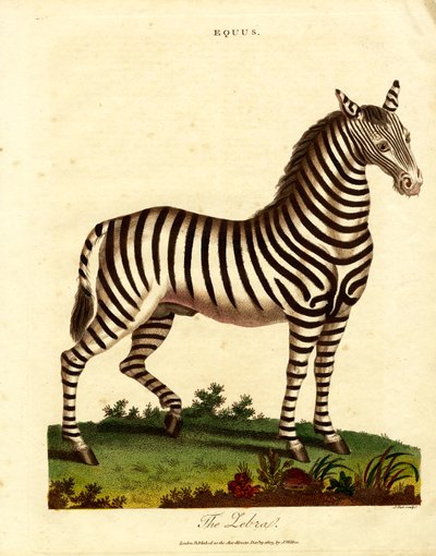 Zebra (Equus) af John Pass