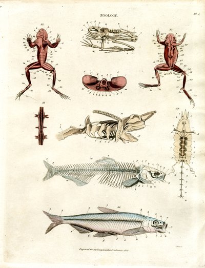 Zoologiske anatomiske illustrationer (planche 5) af John Pass
