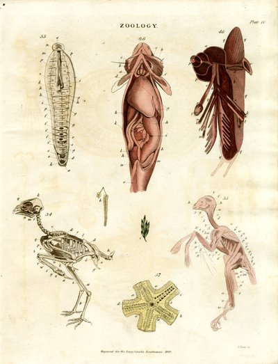 Zoologiske anatomiske illustrationer (planche XV) af John Pass