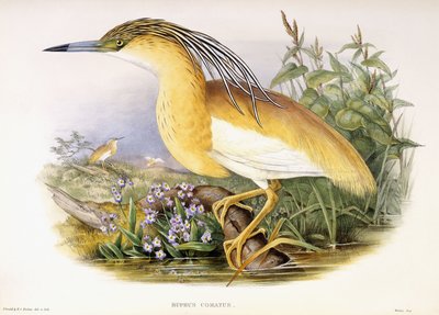 Buphus Comatus, ca. 1862-3 (håndkoloreret litografisk plade) af John and Richter Henry Constantine Gould