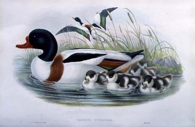 Sheldrake (Tadorna Vulpanser) (håndfarvet litho) af John and Richter Henry Constantine (after) Gould