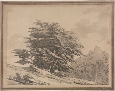 Afgrænsninger af den generelle karakters forgreninger og løv af skovtræer: Cedar, 1789. af John Robert Cozens